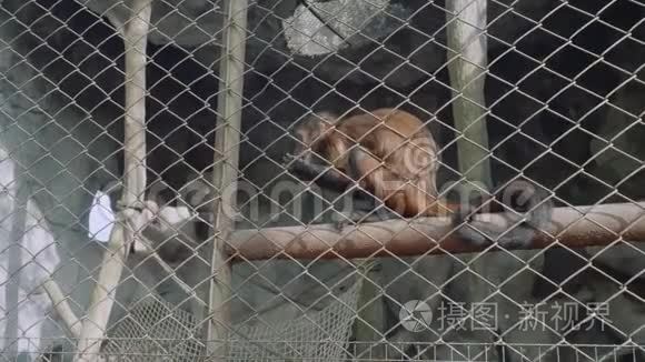 高克河露天动物园猴景观视频