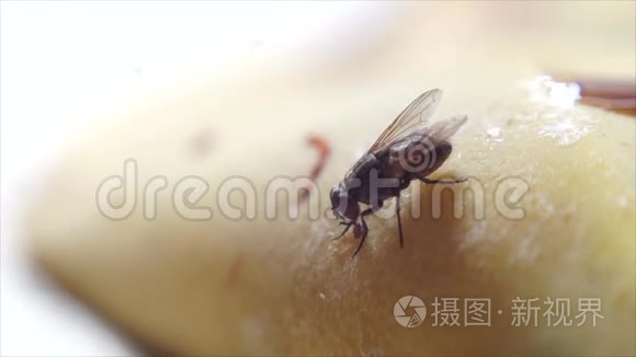 家蝇在香蕉皮上爬行视频