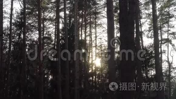傍晚的阳光穿过森林中的树木