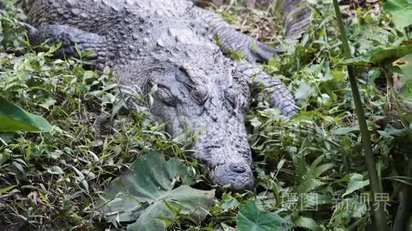 河岸上的亚洲鳄鱼