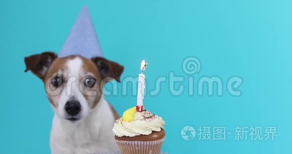 带派对帽和生日蛋糕的可爱狗视频