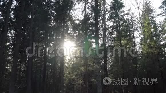傍晚的阳光穿过森林中的树木视频