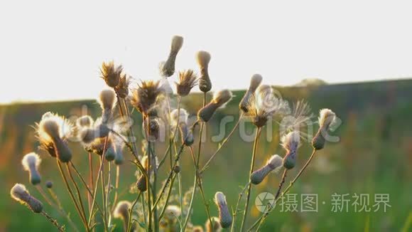 野花特写。 在日落的时候。