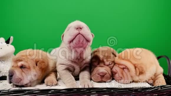 四只新出生的沙佩犬在篮子绿屏