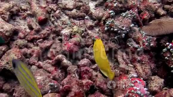 马尔代夫海底背景下的亮黄色露西亚鱼。