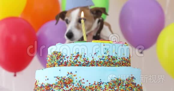 带派对帽和生日蛋糕的可爱狗视频