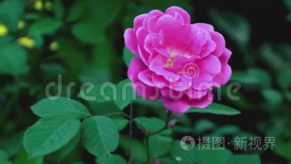 粉红玫瑰花-花园-新鲜的早晨