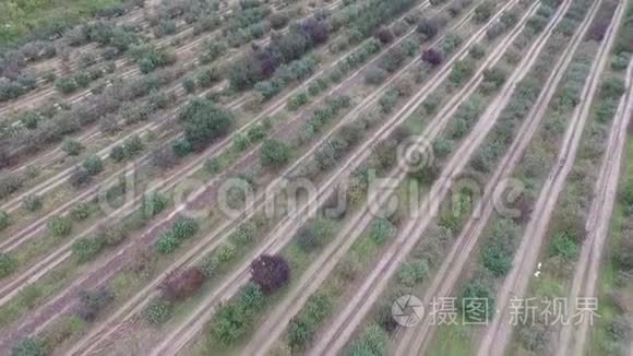 空中全景-秋天苹果园