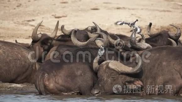 卡丽尔·鲁迪斯在水牛身上飞行的速度非常慢