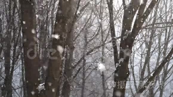 雪花飘落，背景上有树