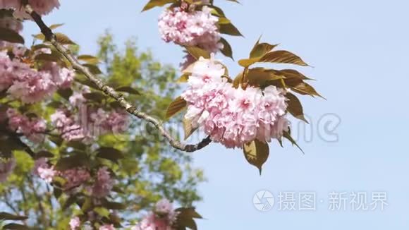 风动富贵花樱花树视频