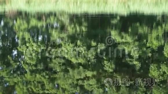 在森林湖的水面上盘旋视频