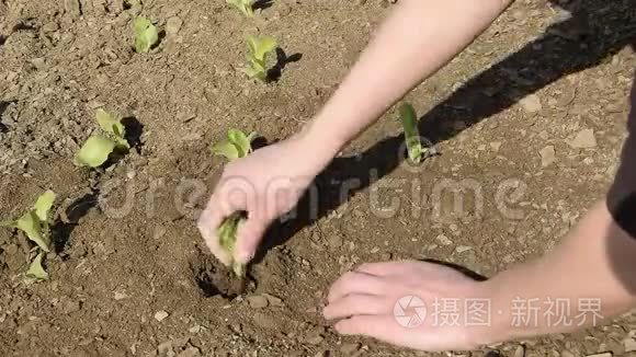 女性手拿新鲜生菜种植作物视频