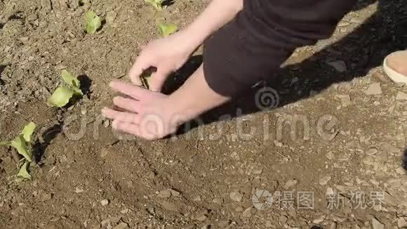 女性手拿新鲜生菜种植作物视频