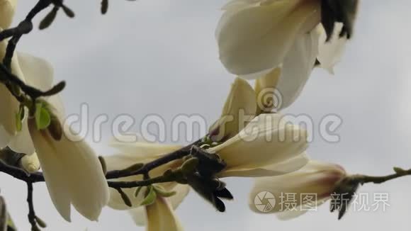 白玉兰花蕾特写春花视频