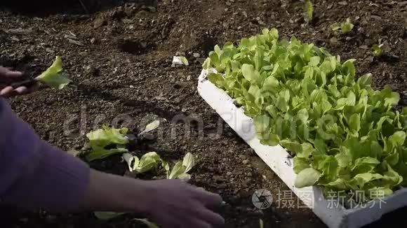 女性手拿新鲜生菜种植作物视频