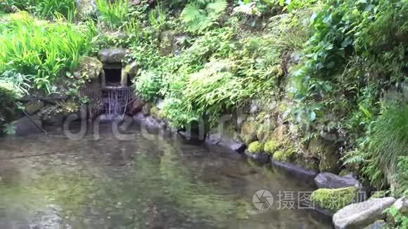 日本植物园，有红色和绿色的叶子，水从雪中融化