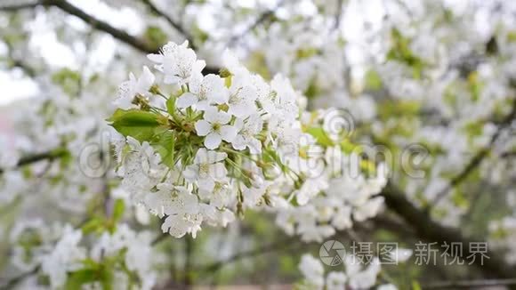 盛开的白色樱花的特写视频