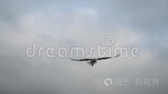 海鸥空中捕捉食物视频