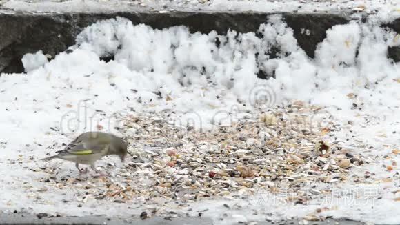 欧洲绿鳍从雪中撷取种子视频