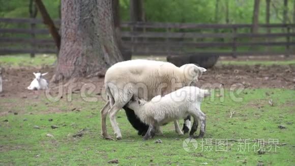 羊在公园里喂小羊视频