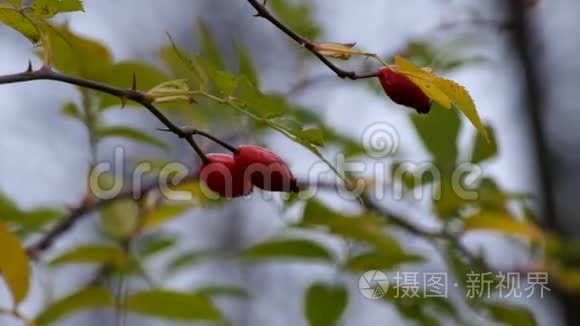 狗的树枝随风飘动视频