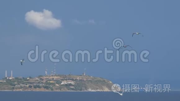 海鸥飞行海岸视频