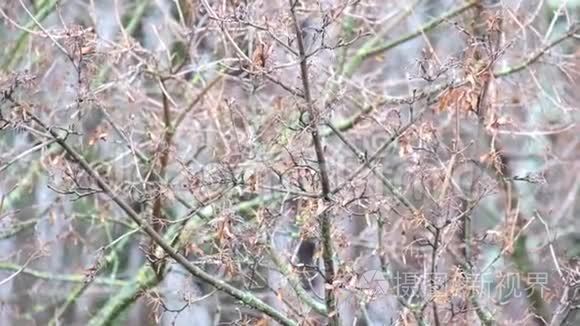 田野枫树的种子在风中微微摇曳视频
