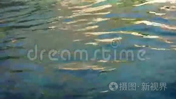 海狮在海中漫步视频