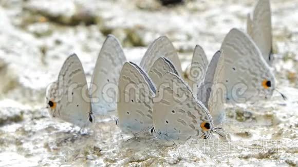 蓝蝶在热带雨林中吃矿物。