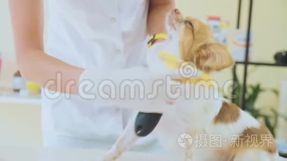 在兽医诊所检查。 考试时用宠物梳理狗。 宠物概念