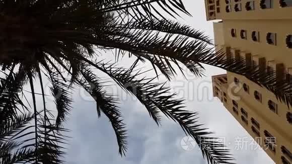 酒店大楼顶天立地的棕榈树视频