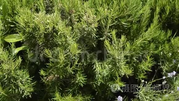 花园里多年生的绿色迷迭香草，美味的香料