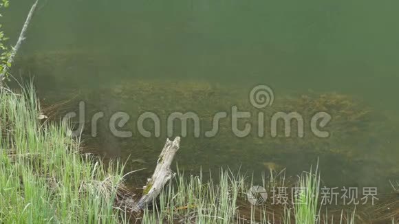 水下藻类池塘