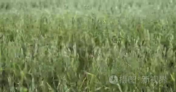 大风日熟燕麦场的细节视频