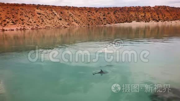 单人海豚游泳视频