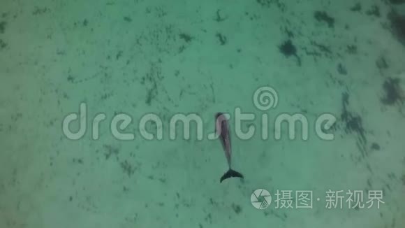单人海豚游泳视频