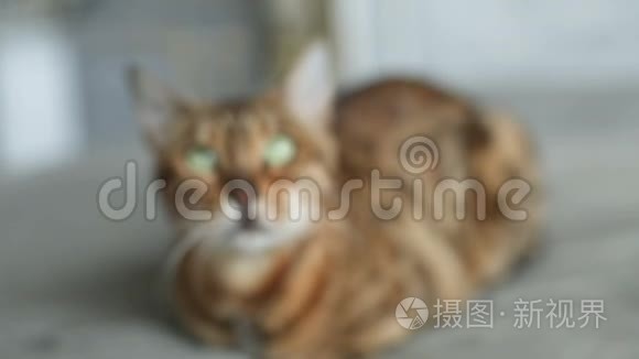 国内孟加拉猫铺设