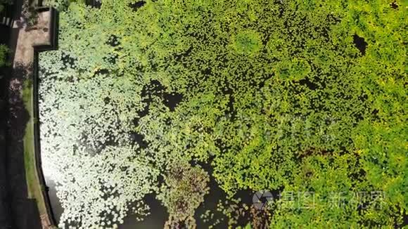 令人惊叹的空中无人机视频湖和莲花场在一个热带岛屿巴厘岛，印度尼西亚。 美丽的空中场景。