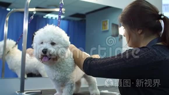 新郎在巴伯店为狗梳狗Bichon Frise。