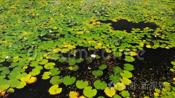 令人惊叹的空中无人机视频湖和莲花场在一个热带岛屿巴厘岛，印度尼西亚。 美丽的空中场景。