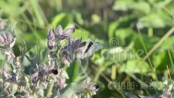 蝴蝶飞过草地视频