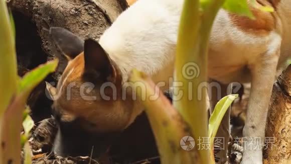 流浪狗在后院里寻找食物。