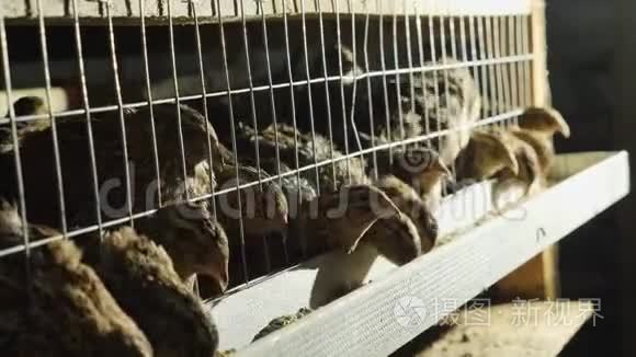 禽畜饲养场饲养笼内的鹌鹑视频