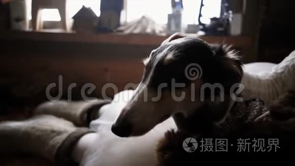 冬天街上的俄罗斯猎犬视频