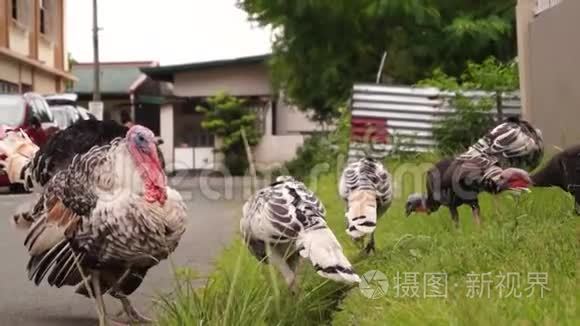 雄性火鸡有求爱的心情视频