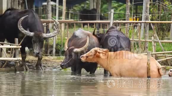 水牛和白化水牛在池塘里休息