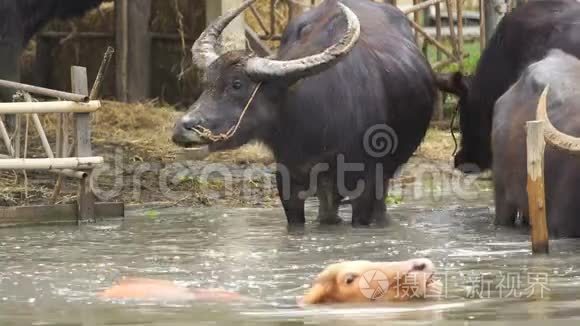 水牛和白化水牛在池塘里休息