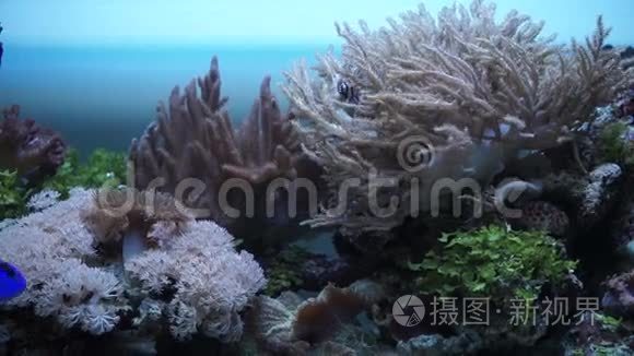 水族馆里的海洋动物