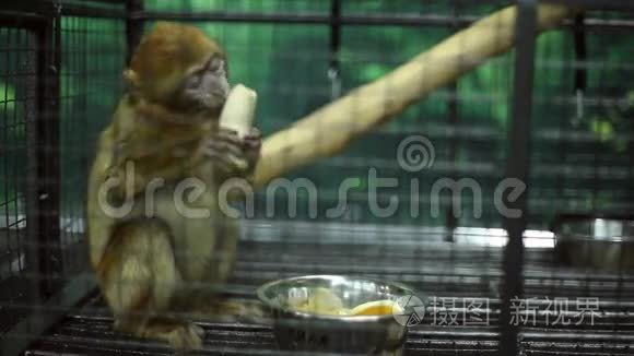 动物园里的滑稽猴子视频